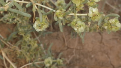 Salsola schweinfurthii