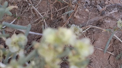 Salsola schweinfurthii