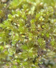 Bryum dichotomum