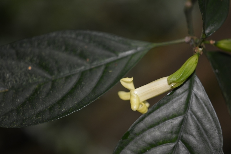 Spathacanthus
