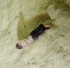 Trichophaga tapetzella