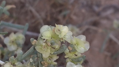 Salsola schweinfurthii