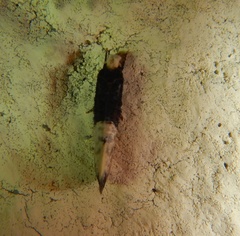 Trichophaga tapetzella