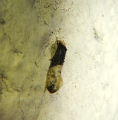 Trichophaga tapetzella