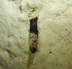 Trichophaga tapetzella