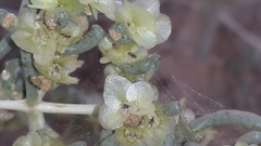 Salsola schweinfurthii