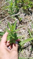 Amsonia tabernaemontana