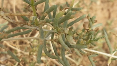 Salsola schweinfurthii