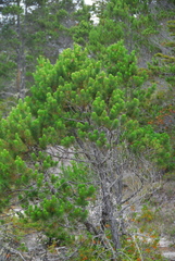 Pinus contorta bolanderi