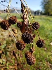 Cephalanthus