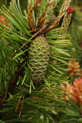 Pinus contorta bolanderi