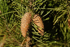 Pinus contorta bolanderi