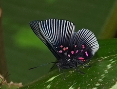 Lyropteryx apollonia