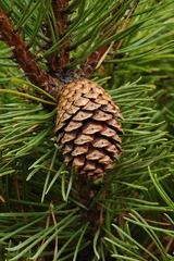 Pinus contorta bolanderi