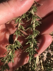 Baccharis pteronioides