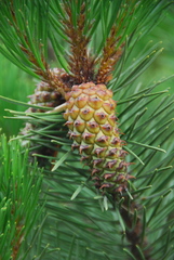 Pinus contorta bolanderi