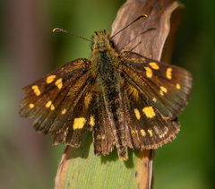 Metisella
