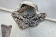 Peribatodes correptaria