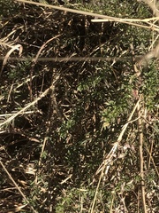 Baccharis pteronioides