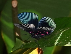 Lyropteryx apollonia