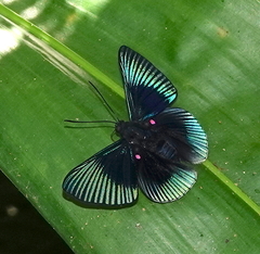Lyropteryx apollonia