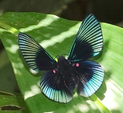 Lyropteryx apollonia