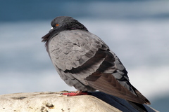 Columba livia domestica