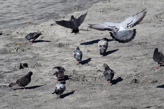 Columba livia domestica