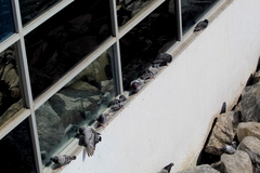 Columba livia domestica