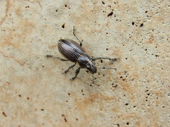 Naupactus tremolerasi