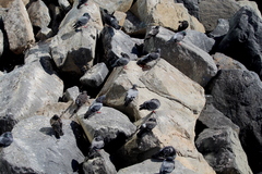 Columba livia domestica