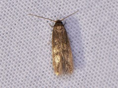 Phaeoses sabinella