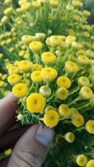 Chrysocoma coma-aurea