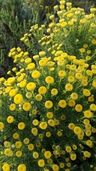 Chrysocoma coma-aurea