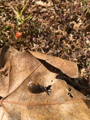 Zonitidae