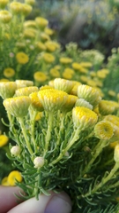 Chrysocoma coma-aurea