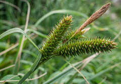 Carex clavata