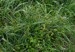 Carex clavata