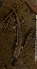 Eurycea neotenes