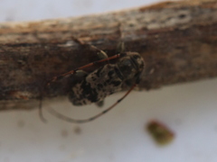 Leiopus femoratus