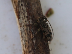 Leiopus femoratus
