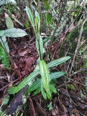 Melastomastrum
