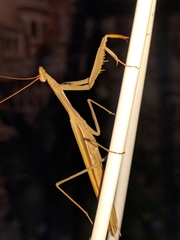 Mantis religiosa