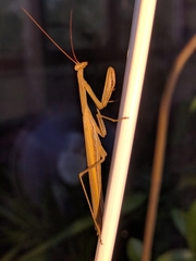 Mantis religiosa