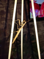 Mantis religiosa