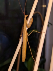 Mantis religiosa