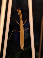Mantis religiosa