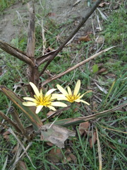 Tragopogon graminifolius