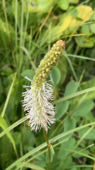 Sanguisorba