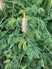 Sanguisorba